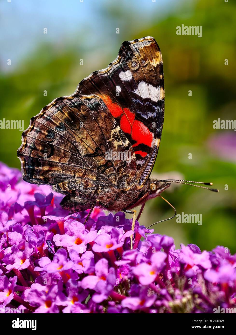 Farfalla Vanessa atalanta su un cespuglio di Buddleia, Wirral, Regno Unito Foto Stock