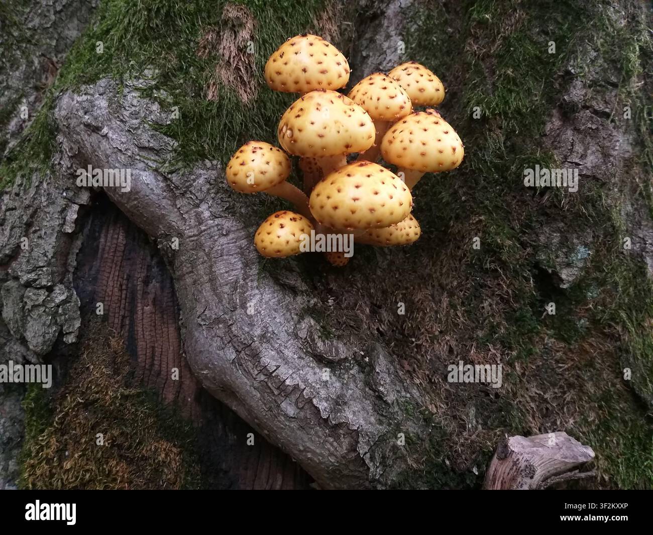 Funghi al miele che crescono su un vecchio tronco coperto di muschio. Funghi di bosco raggruppati su legno in decomposizione con una ricca texture naturale e un'atmosfera dolce del bosco. Foto Stock