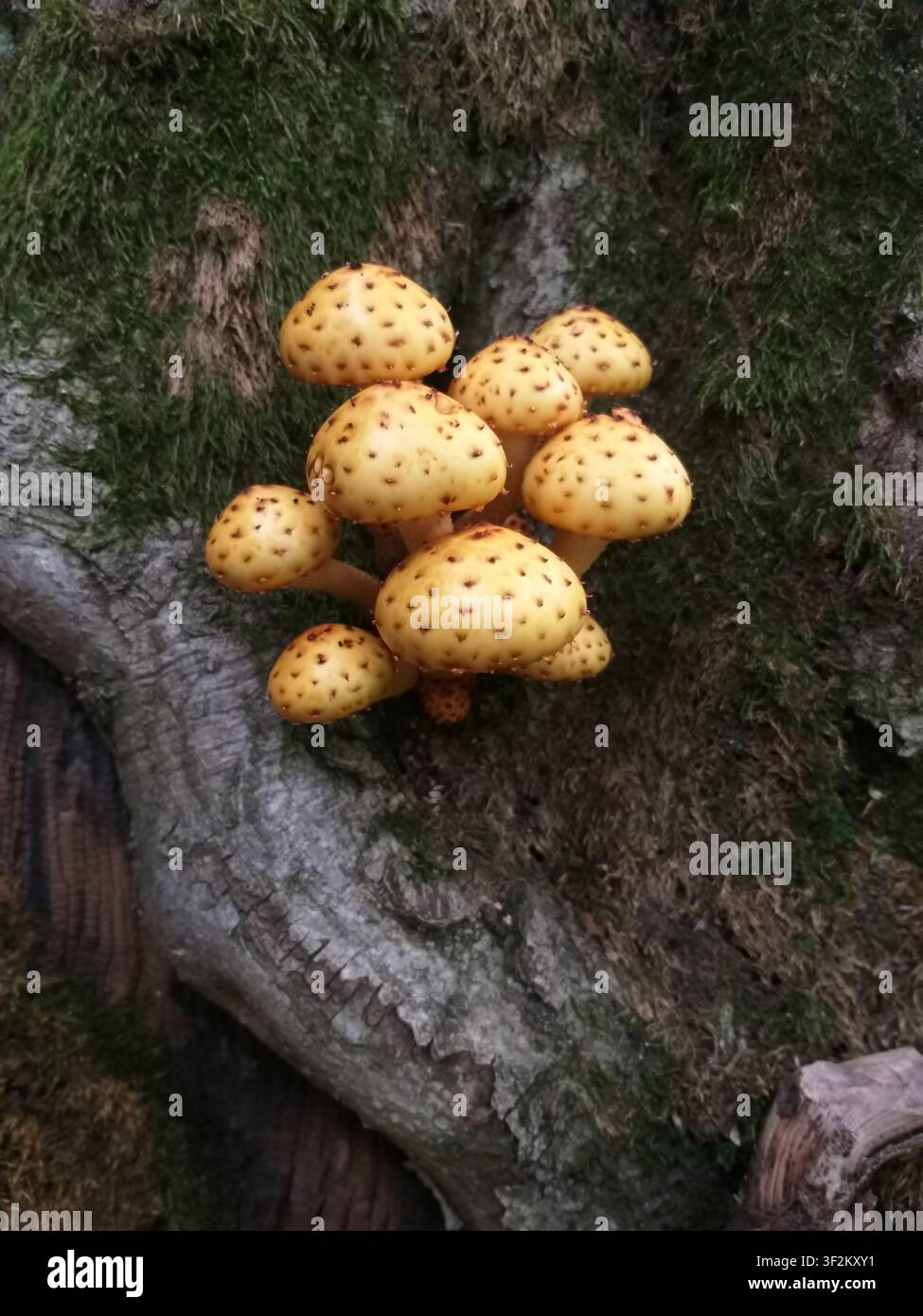 Funghi al miele che crescono su un vecchio tronco coperto di muschio. Funghi di bosco raggruppati su legno in decomposizione con una ricca texture naturale e un'atmosfera dolce del bosco. Foto Stock