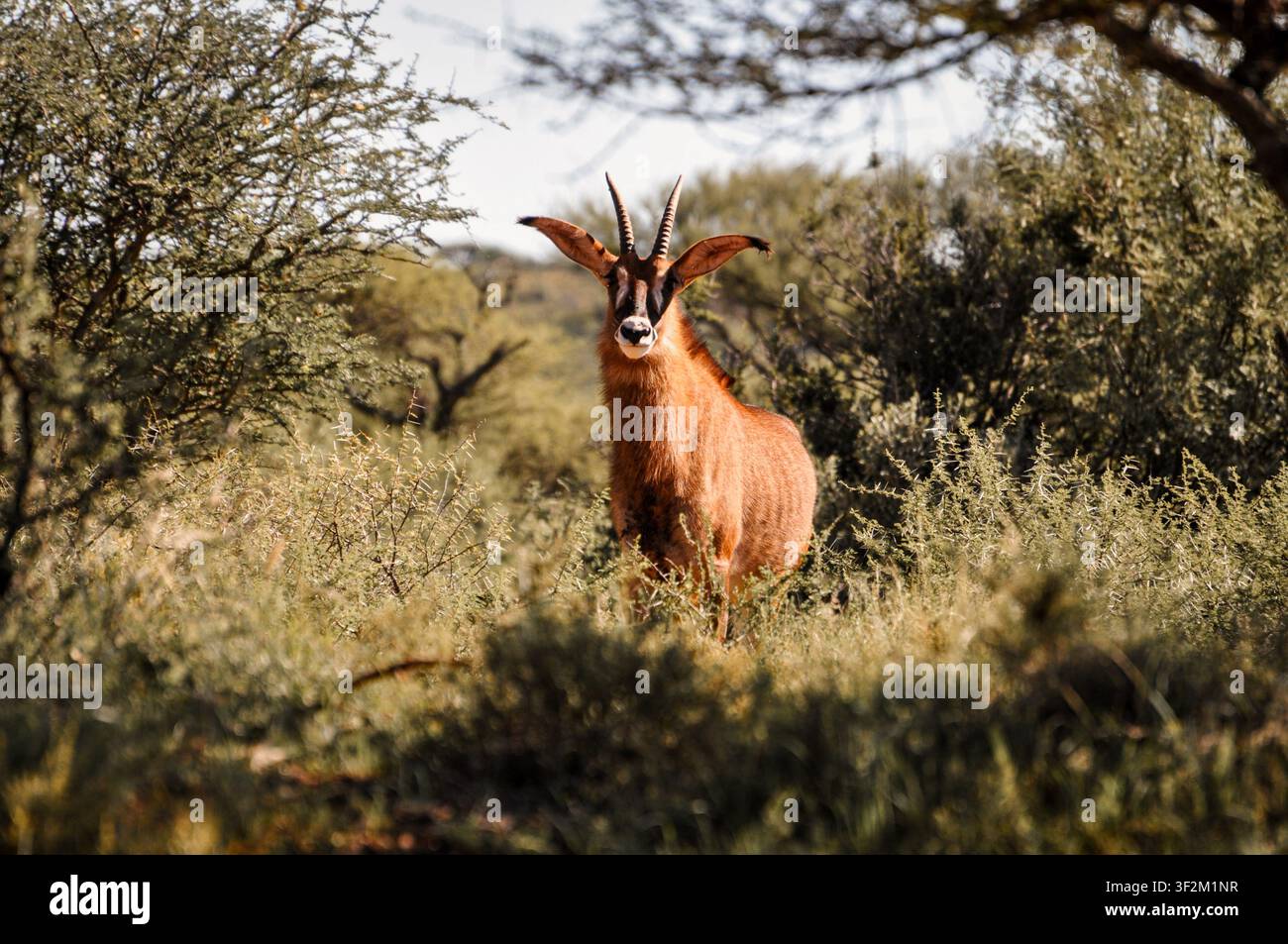 Bulo di antilope ruggine in atteggiamento vigile tra alberi spinosi e vegetazione di boscaglia secca nel suo habitat naturale africano. Foto Stock