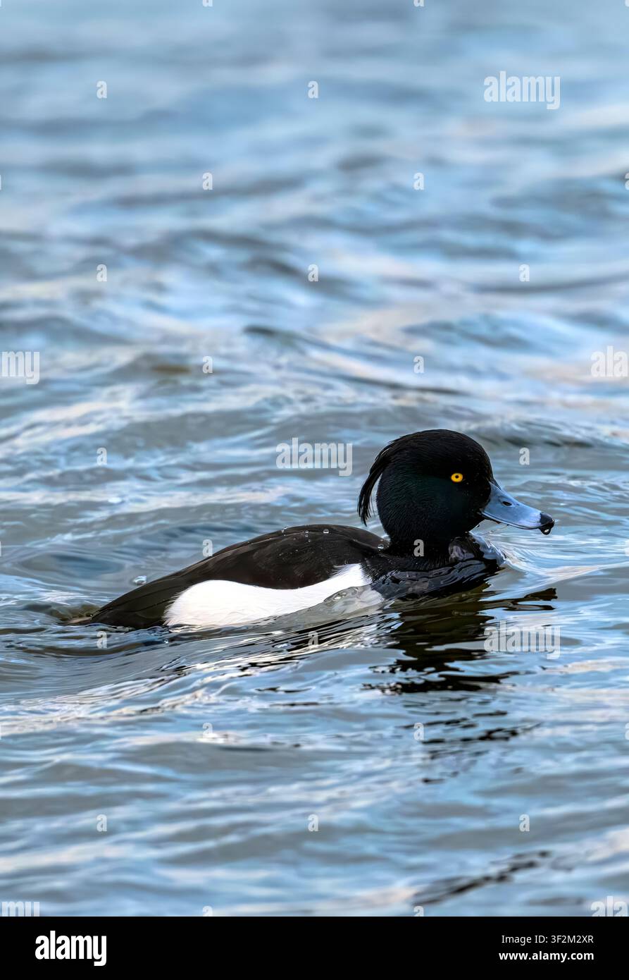 Anatra maschio dal ciuffo che nuota su acque invernali agitate al Chew Valley Lake, Somerset, Regno Unito con onda di prua Foto Stock