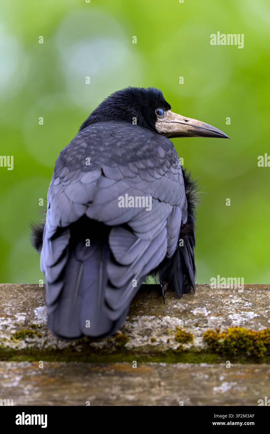 Corvo appollaiato su una ringhiera di legno consumato con la membrana nittitante parzialmente coperta sull'occhio contro uno sfondo verde morbido con la testa girata di lato Foto Stock