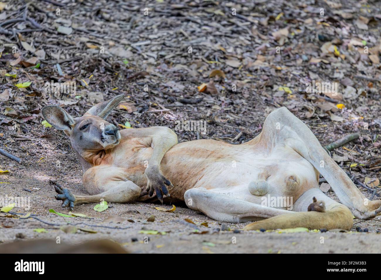 Un canguro rosso (Osphranter rufus) giace a terra in una posa rilassata, sembrando quasi una persona. Foto Stock