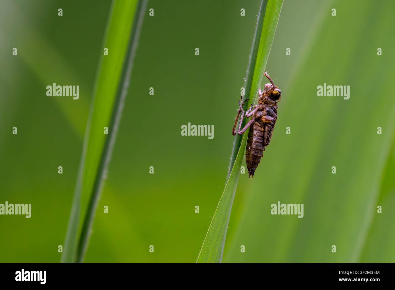 Esuvia di libellula attaccata a uno stelo di canna nel riserva naturale di Ham Wall nelle Somerset Levels, Inghilterra, Regno Unito Foto Stock