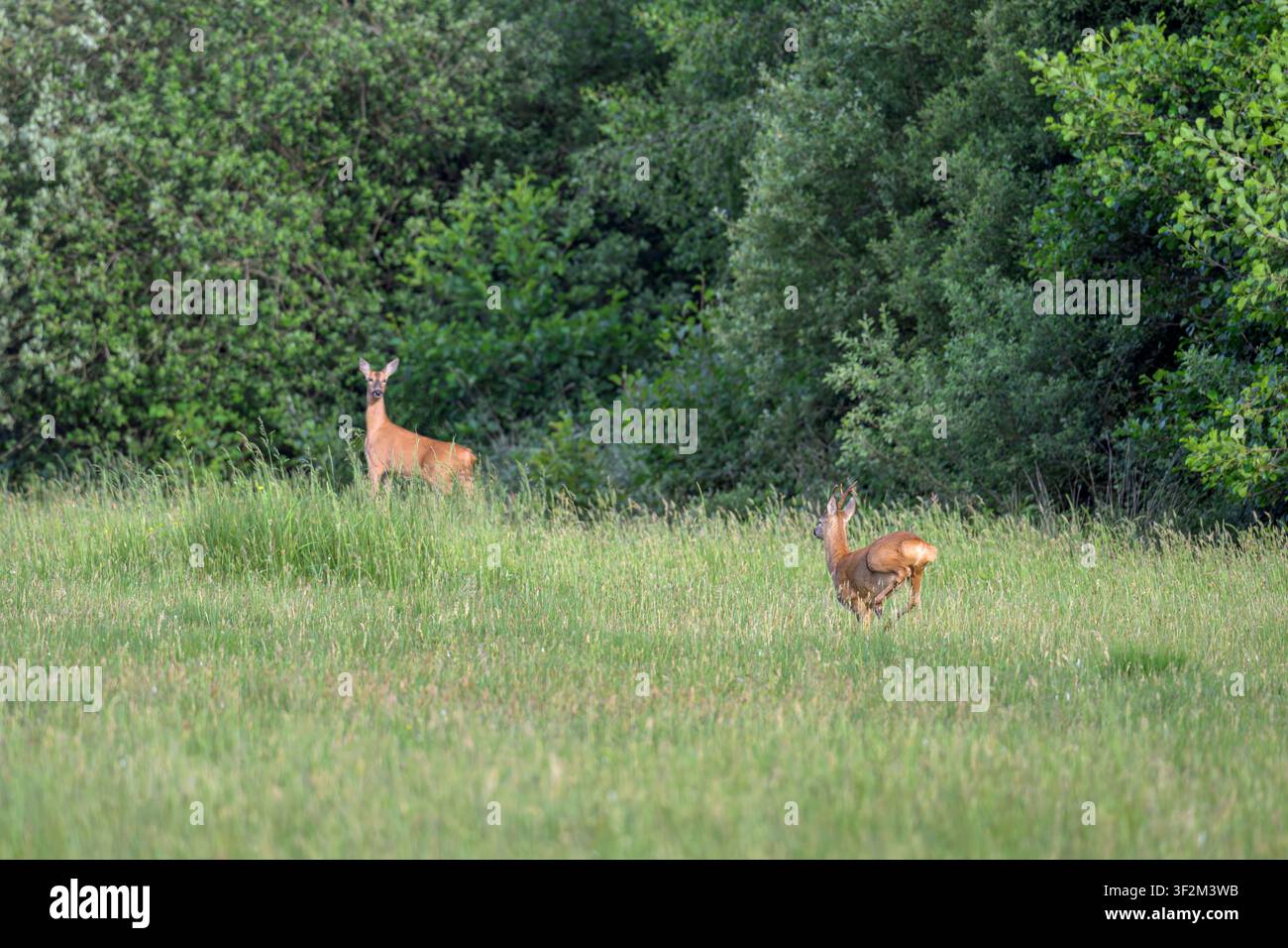 Cervo cappuccino nell'erba alta ai margini del bosco sulle Somerset Levels, Somerset, Regno Unito Foto Stock