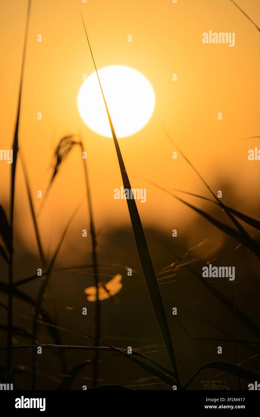 Steli di canna illuminati di dietro e una libellula sfuocata all'alba a Ham Wall, Somerset Levels, Somerset, Regno Unito Foto Stock