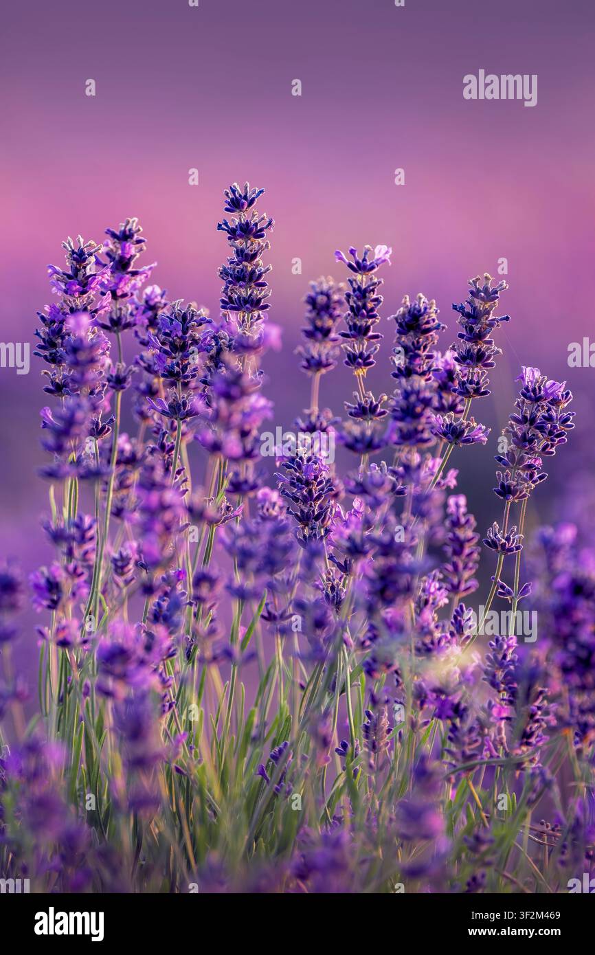 Fiori di lavanda viola nella morbida luce del mattino con poca profondità di campo nel Somerset, Regno Unito Foto Stock