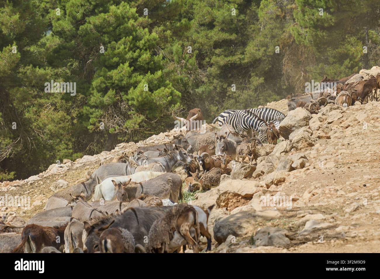 Manda mista con zebre e ungulati selvatici che si nutrono su una collina. Foto Stock