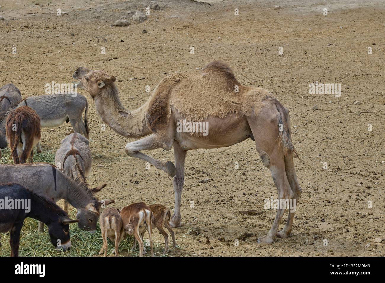 Cammello dromedario solitario che attraversa un recinto di safari asciutto. Foto Stock