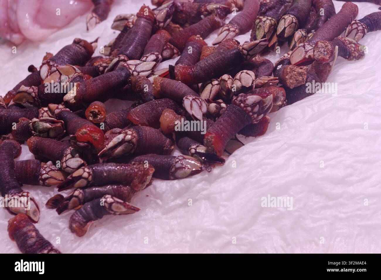 Patelle d’oca al mercato centrale di Valencia, provenienti dalle coste rocciose della Galizia in Spagna. Foto Stock