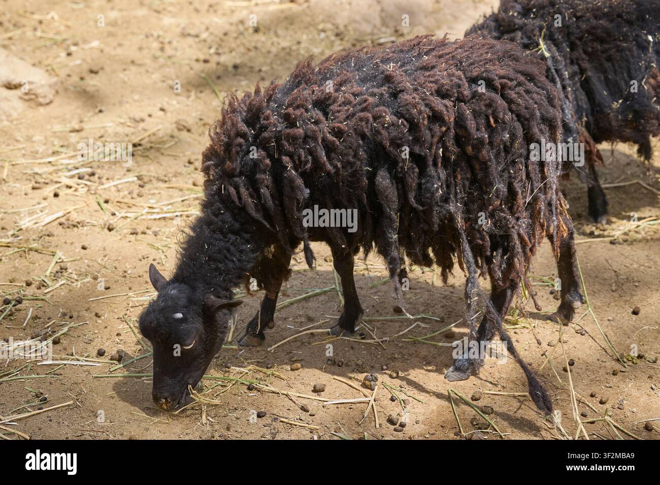 Pece nera lanosa che pascola in un recinto di fattoria soleggiato con lungo vello. Foto Stock