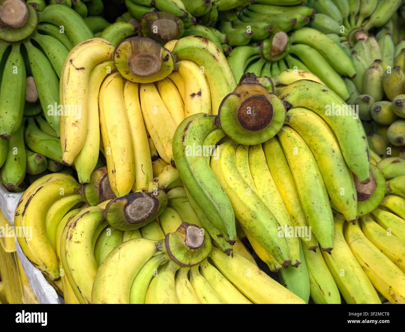 Mazzi di banane fresche gialle e verdi al mercato all'ingrosso Foto Stock