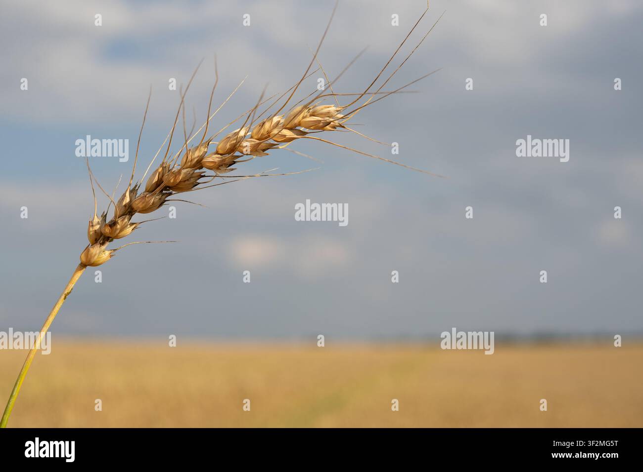 Spiga di segale matura contro il cielo azzurro e le nuvole, raccolto di grano dorato prima della mietitura Foto Stock