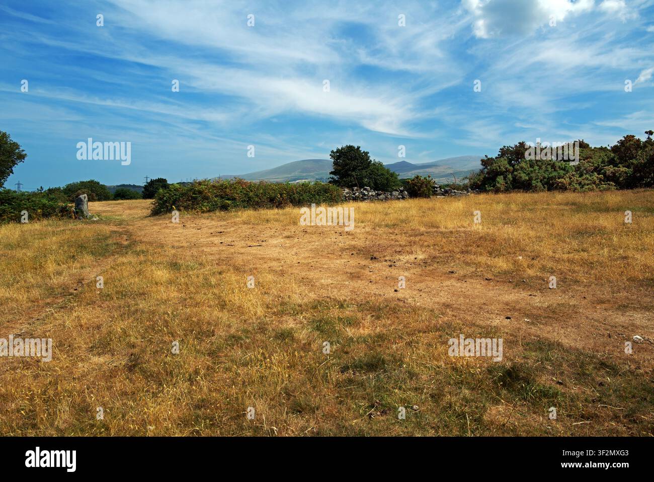 Queste praterie dall'aspetto arido si trovano vicino a Tregarth nel Galles del Nord. Era durante la siccità e l'ondata di caldo del 2026. Sembrava una savana africana. Foto Stock