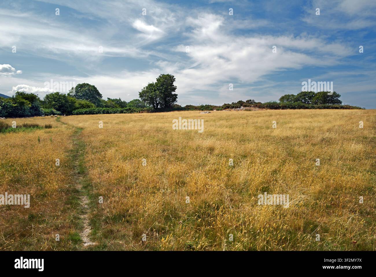 Queste praterie dall'aspetto arido si trovano vicino a Tregarth nel Galles del Nord. Era durante la siccità e l'ondata di caldo del 2026. Sembrava una savana africana. Foto Stock