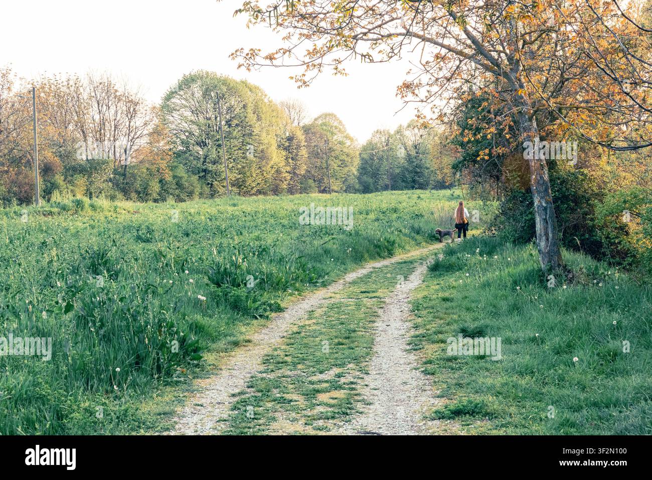 Una donna porta a spasso il suo cane lungo un sentiero di campagna tortuoso attraverso campi e alberi verdi in primavera, immersi nella calda luce del tardo pomeriggio che trasmette pace e libertà Foto Stock
