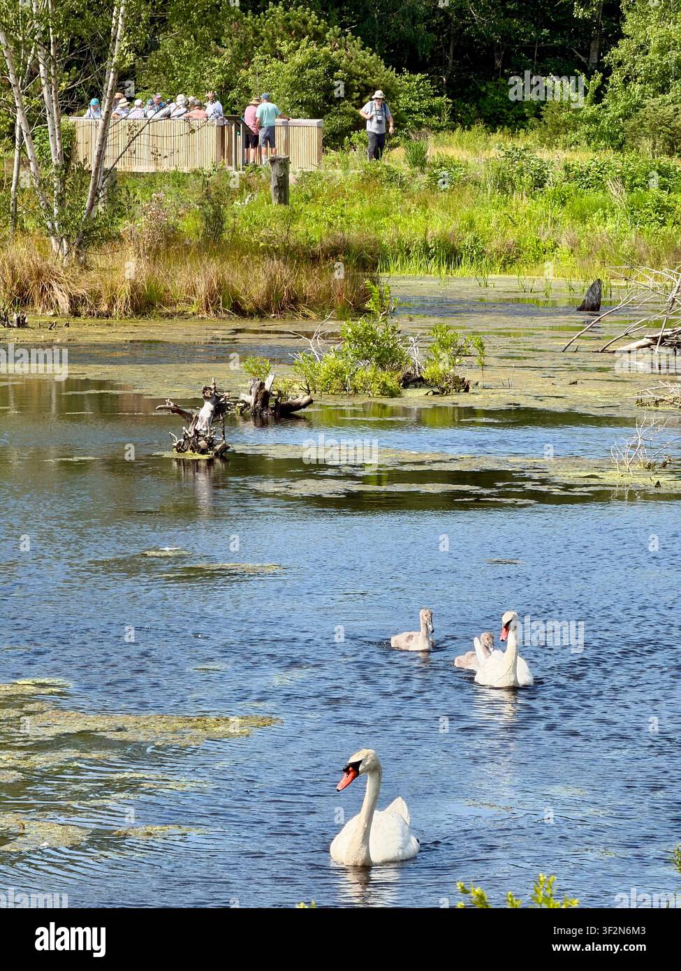 Passeggiata nella natura con vista su cigni e cignetti nella Riserva Robert F. Smith Cold Brook a Harwich Port, Cape Cod, Massachusetts. Foto Stock