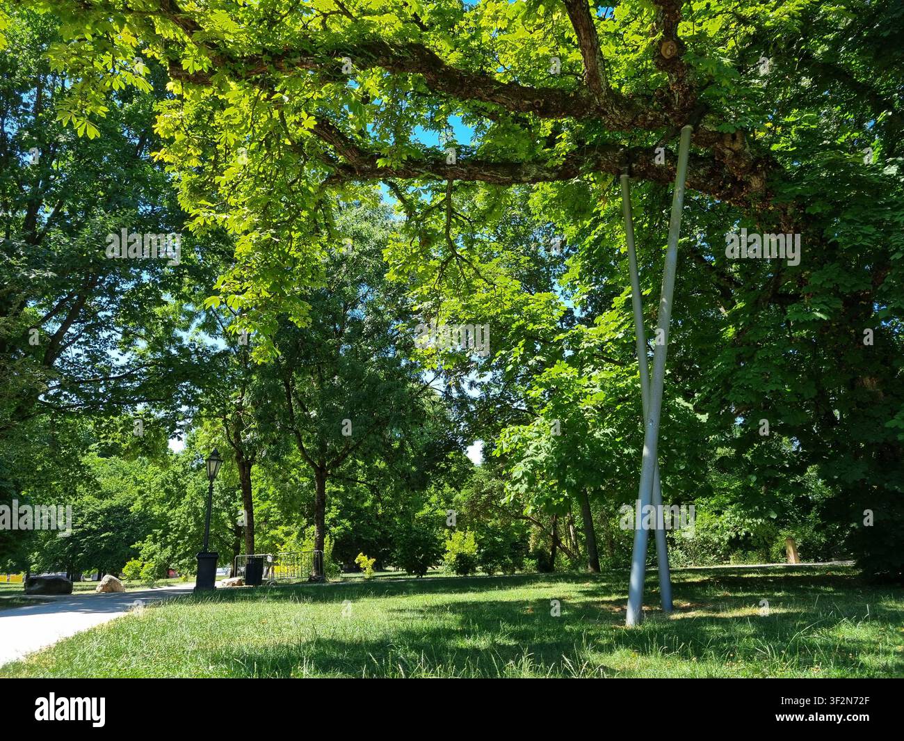 Wiesbaden, Assia, Germania – Albero maturo di castagno con pali di sostegno nel parco del castello di Biebrich in una giornata estiva soleggiata Foto Stock