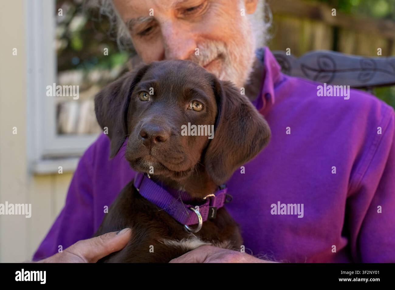 Issaquah, Washington, USA. Winnie, un Pointador color cioccolato (metà Labrador e metà Pointer inglese), tenuto dal suo proprietario (MR) (PR) Foto Stock