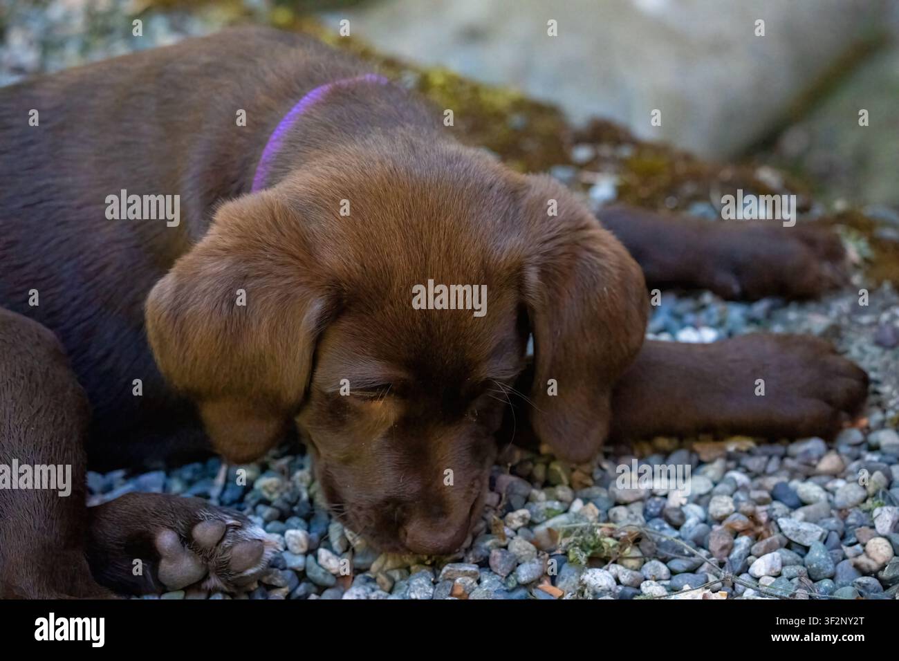 Issaquah, Washington, USA. Winnie, un Pointador color cioccolato (metà Labrador e metà Pointer inglese), che sembra stanco, riposando sulla ghiaia (PR) Foto Stock