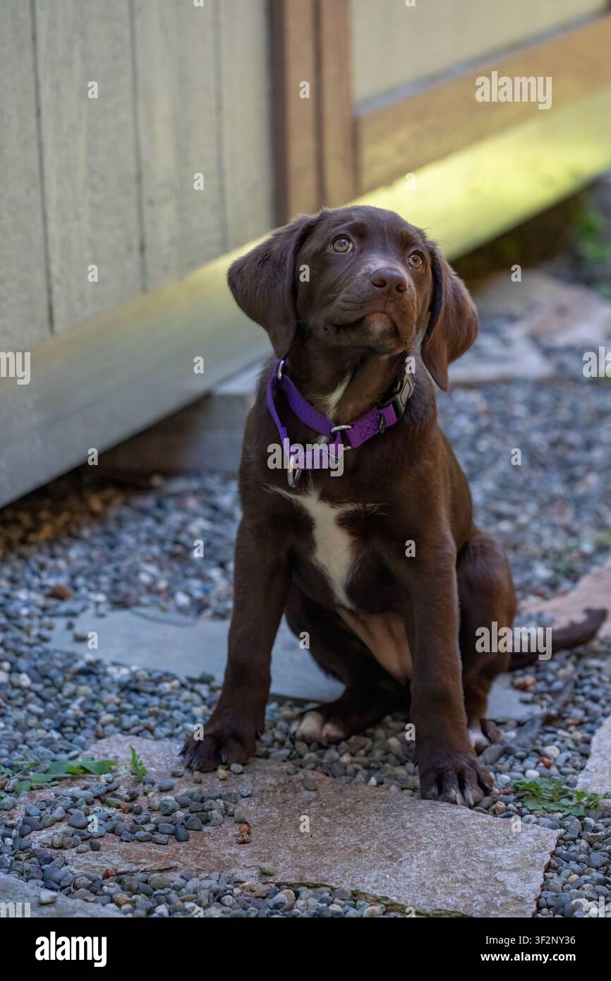 Issaquah, Washington, USA. Winnie, un Pointador color cioccolato (metà Labrador e metà Pointer inglese), seduto sulla ghiaia, guarda in alto sperando un Foto Stock