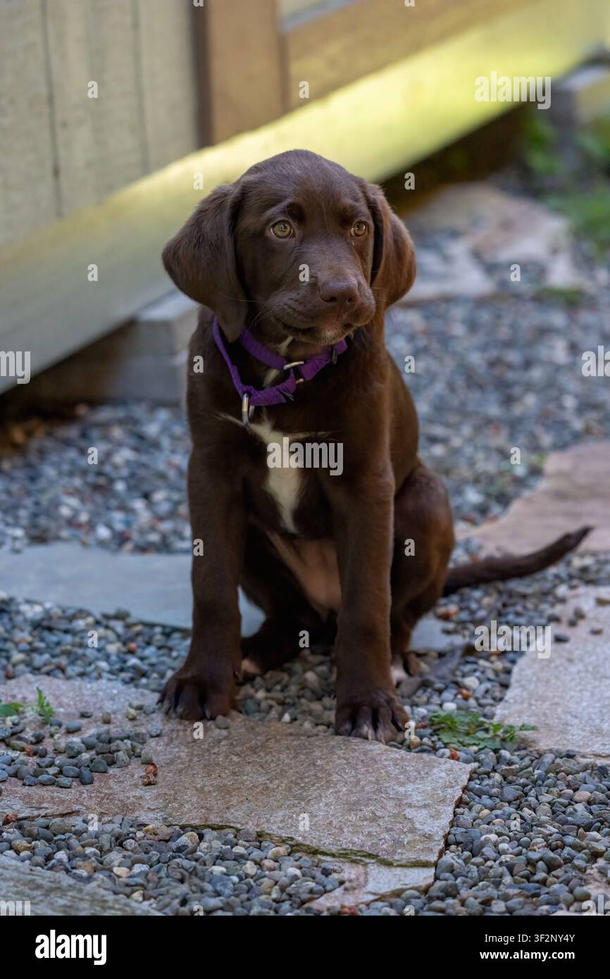 Issaquah, Washington, USA. Winnie, un Pointador color cioccolato (metà Labrador e metà English Pointer), seduto su ghiaia accanto a un capanno (PR) Foto Stock