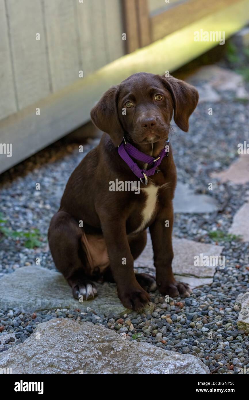 Issaquah, Washington, USA. Winnie, un Pointador color cioccolato (metà Labrador e metà English Pointer), seduto su ghiaia accanto a un capanno (PR) Foto Stock