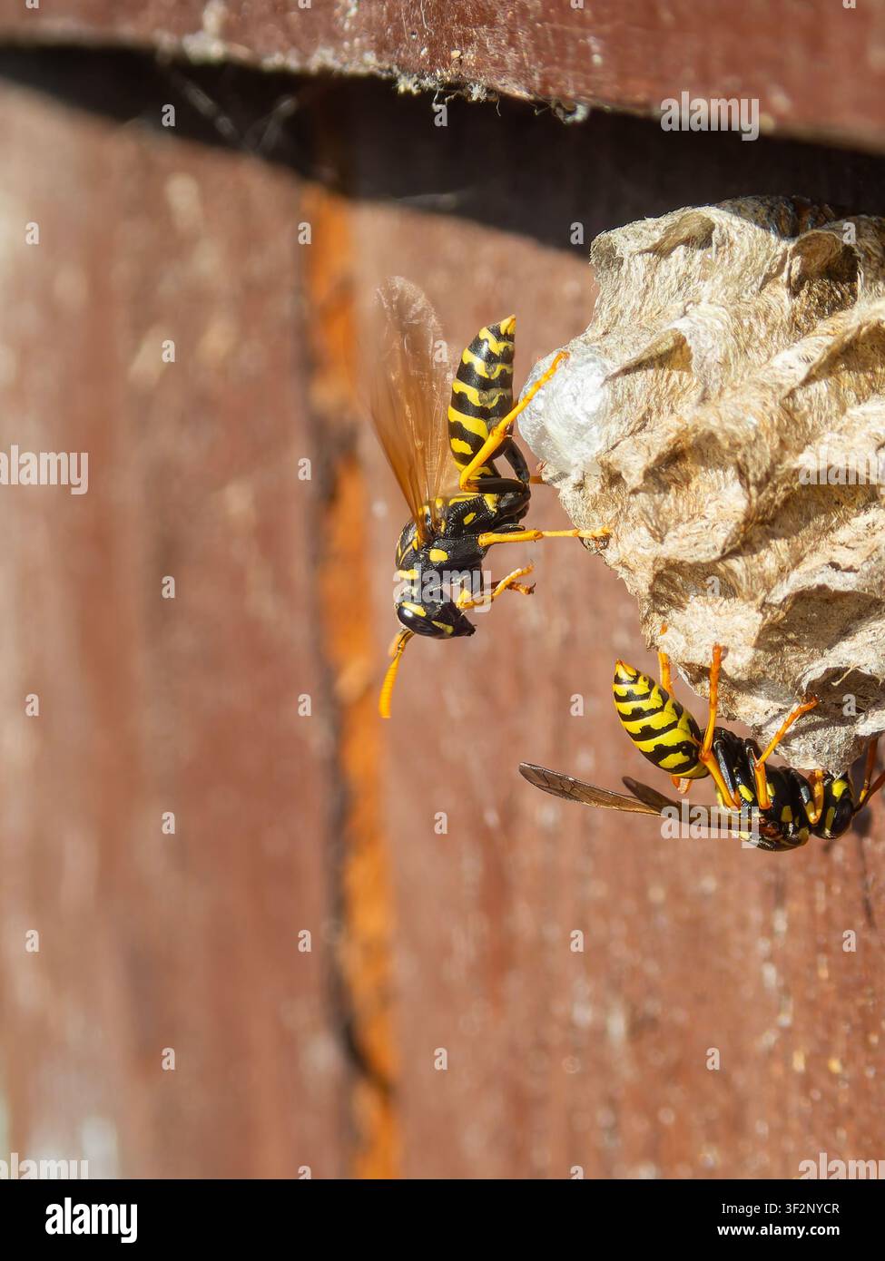 bella vespa sul nido - vespe al sole, fotografia macro di vespe, nido di vespe, belle vespe Foto Stock