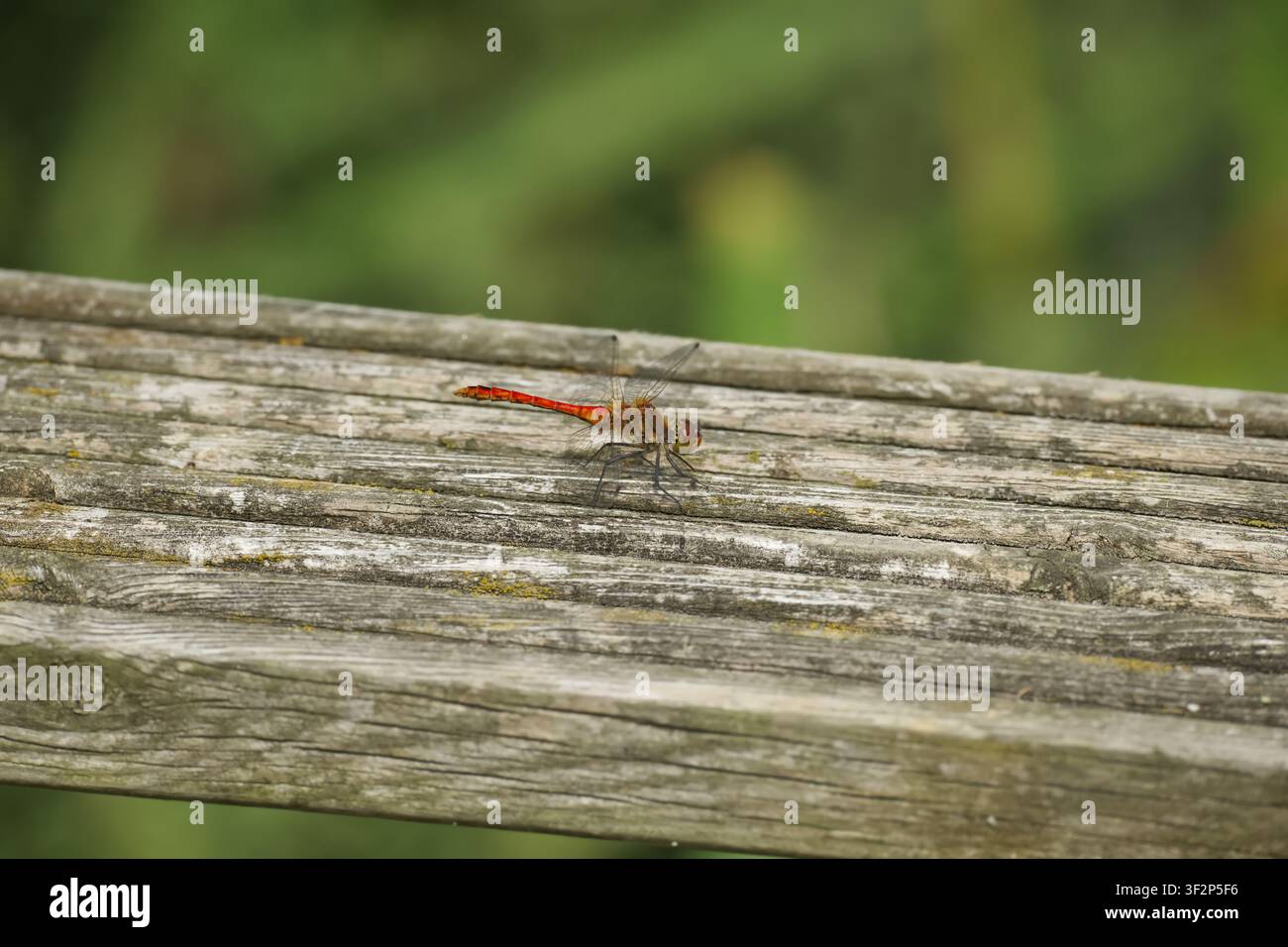 Libellula maschio Ruder-Darter (Sympetrum sanguineum) a riposo su una terrazza in legno alla Riserva Naturale di Far Ings, Lincolnshire, Inghilterra, Regno Unito. Foto Stock