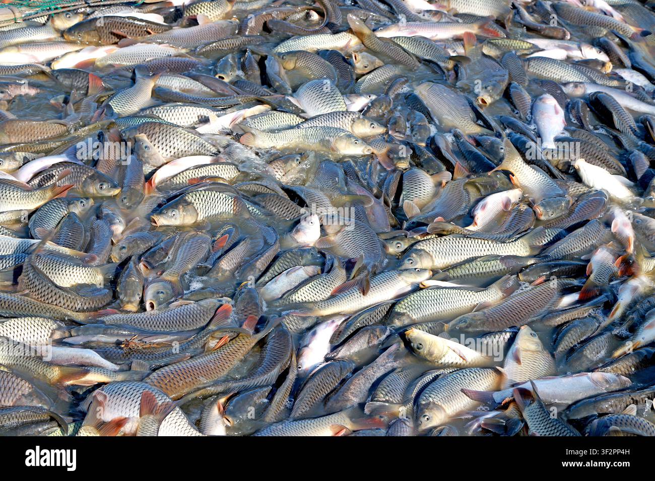 Nel sito della raccolta della pesca invernale, una rete da pesca è piena di un gran numero di pesci d'acqua dolce vivi come carpe e carassi. Lo sciame denso Foto Stock