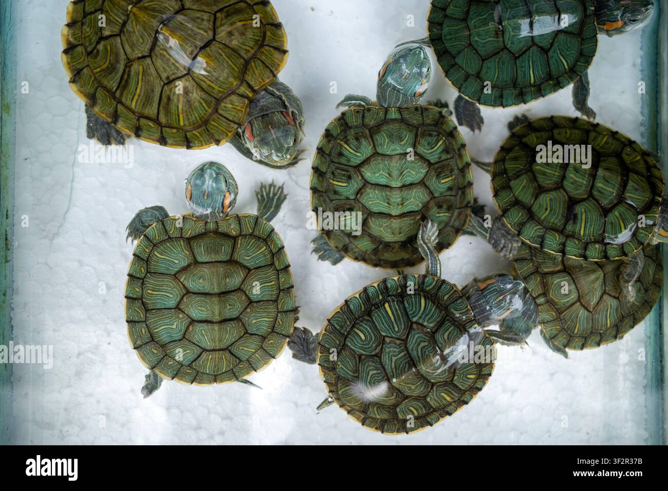 Tartarughe dalle orecchie rosse o tartarughe brasiliane neonate (Trachemys scripta elegans), caratterizzate dai loro gusci verde brillante e dalle strisce rosse distinte be Foto Stock
