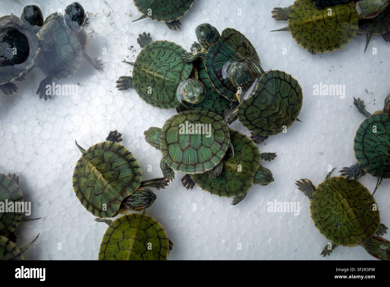 Tartarughe dalle orecchie rosse o tartarughe brasiliane neonate (Trachemys scripta elegans), caratterizzate dai loro gusci verde brillante e dalle strisce rosse distinte be Foto Stock