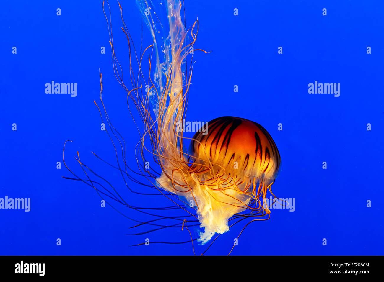 Bellissima e affascinante medusa Chrysaora pacifica, comunemente chiamata ortica di mare giapponese. Creatura marina pericolosa che galleggia pacificamente nell'acqua blu Foto Stock