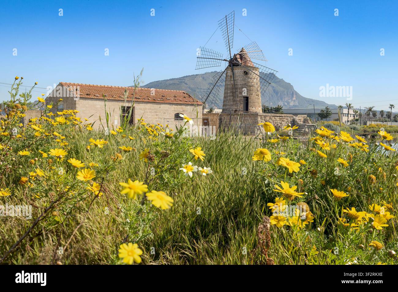 Mulino a vento e edificio + Margherita reale, Glebionis coronaria, Salina Maria Stella, Riserva naturale delle Saline di Trapani e Paceco, Sicilia, Italia Foto Stock