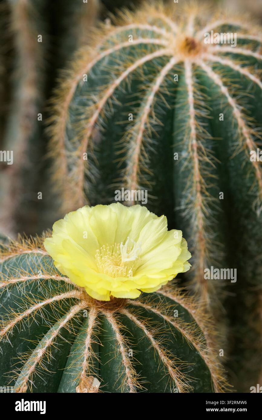 Parodia magnifica, cactus sferico magnifico, fiori a forma di imbuto giallo zolfo Foto Stock