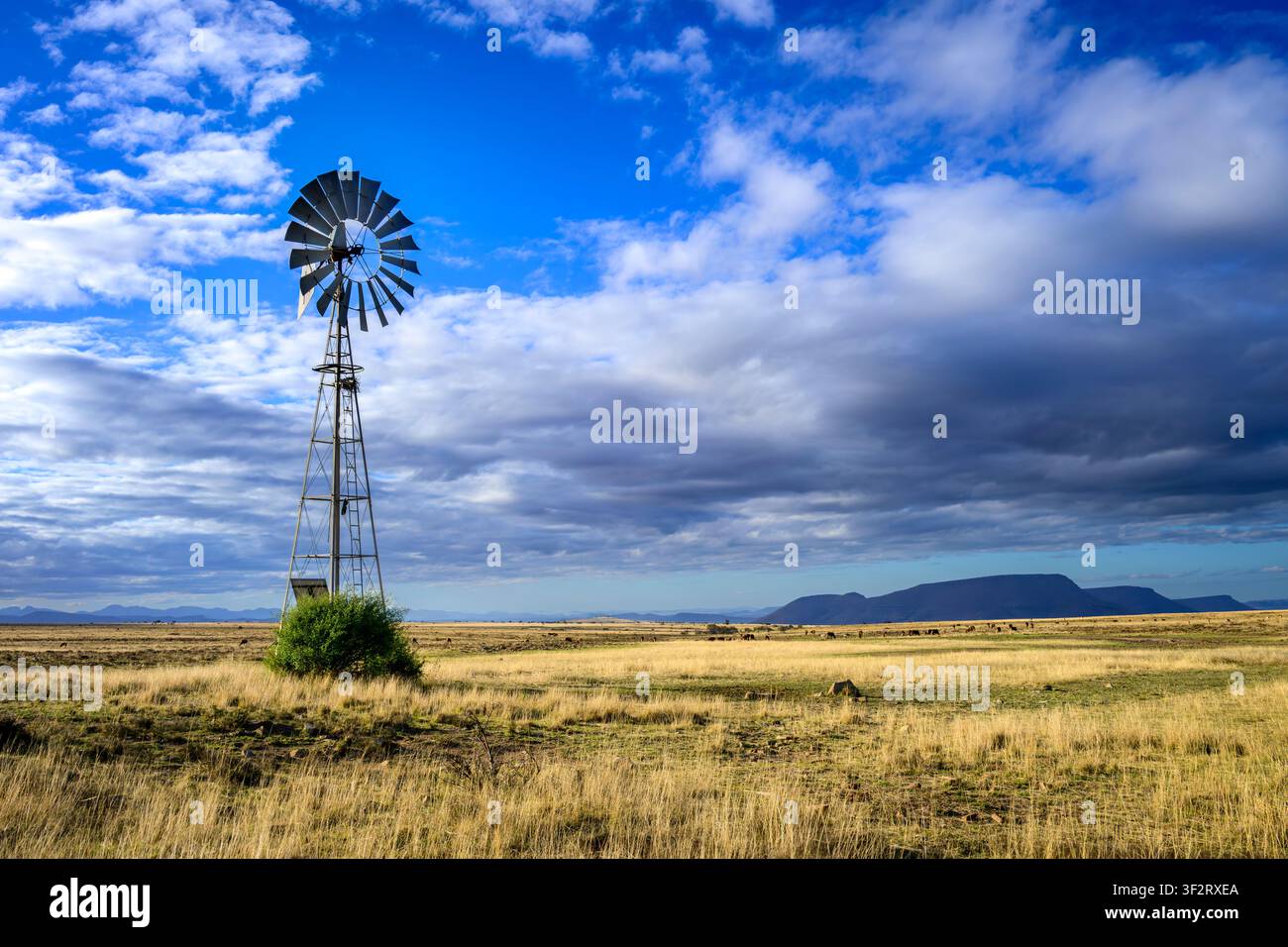 Mulino a vento nel paesaggio di Karoo, Mountain Zebra National Park, Eastern cape, Sud Africa. Foto Stock