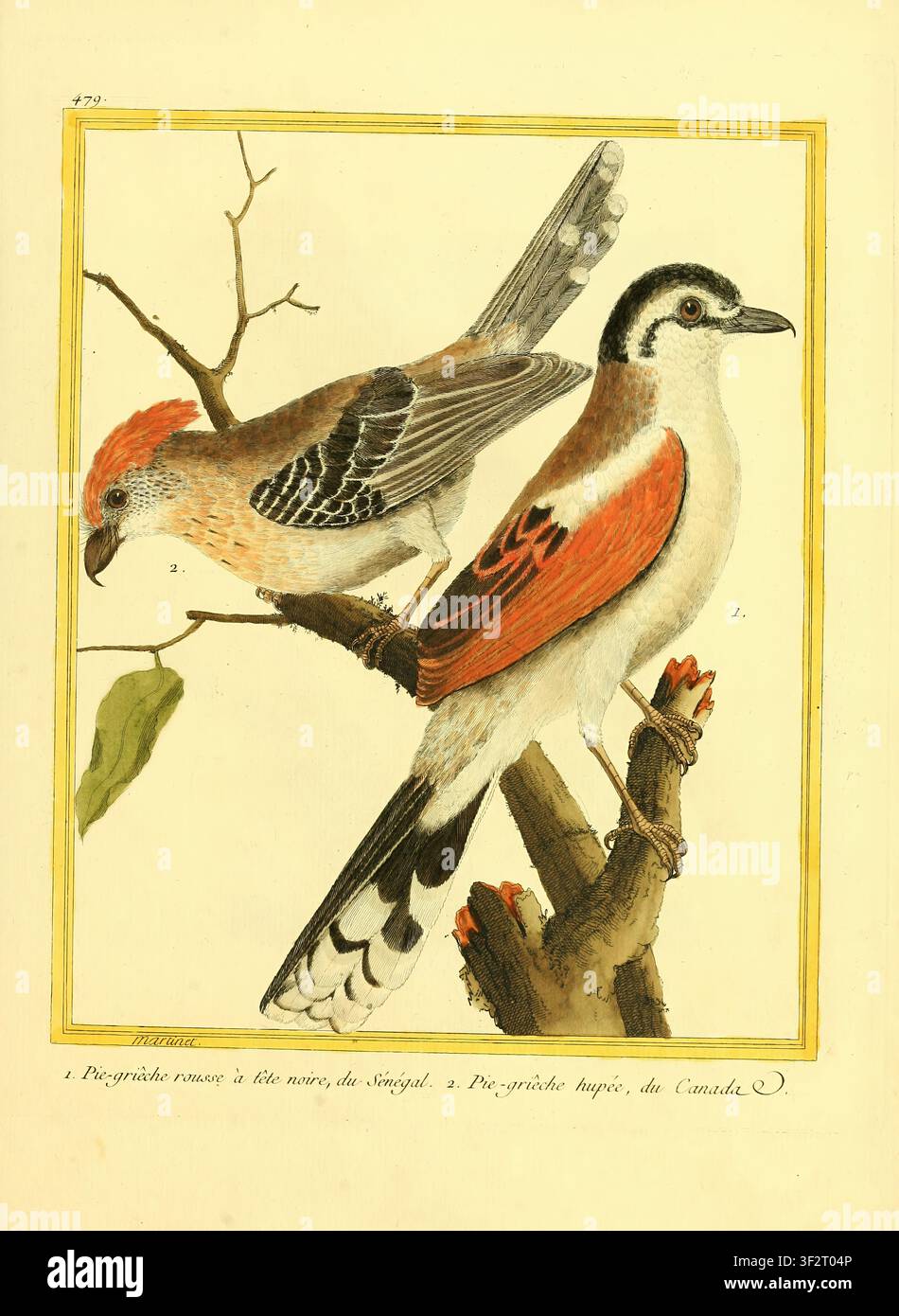Illustrazione scientifica antica che presenta due diverse specie di caponaccio, una del Senegal e una del Canada, mostrando il loro piumaggio e le caratteristiche fisiche distintive. Dal Volume 5 delle Planches enluminées d'histoire naturelle. Create dall'incisore francese François-Nicolas Martinet tra il 1765 e il 1783, queste incisioni in rame colorate a mano hanno fornito riferimenti visivi per l'Histoire naturelle des oiseaux di Georges-Louis Leclerc, Conte di Buffon. Foto Stock