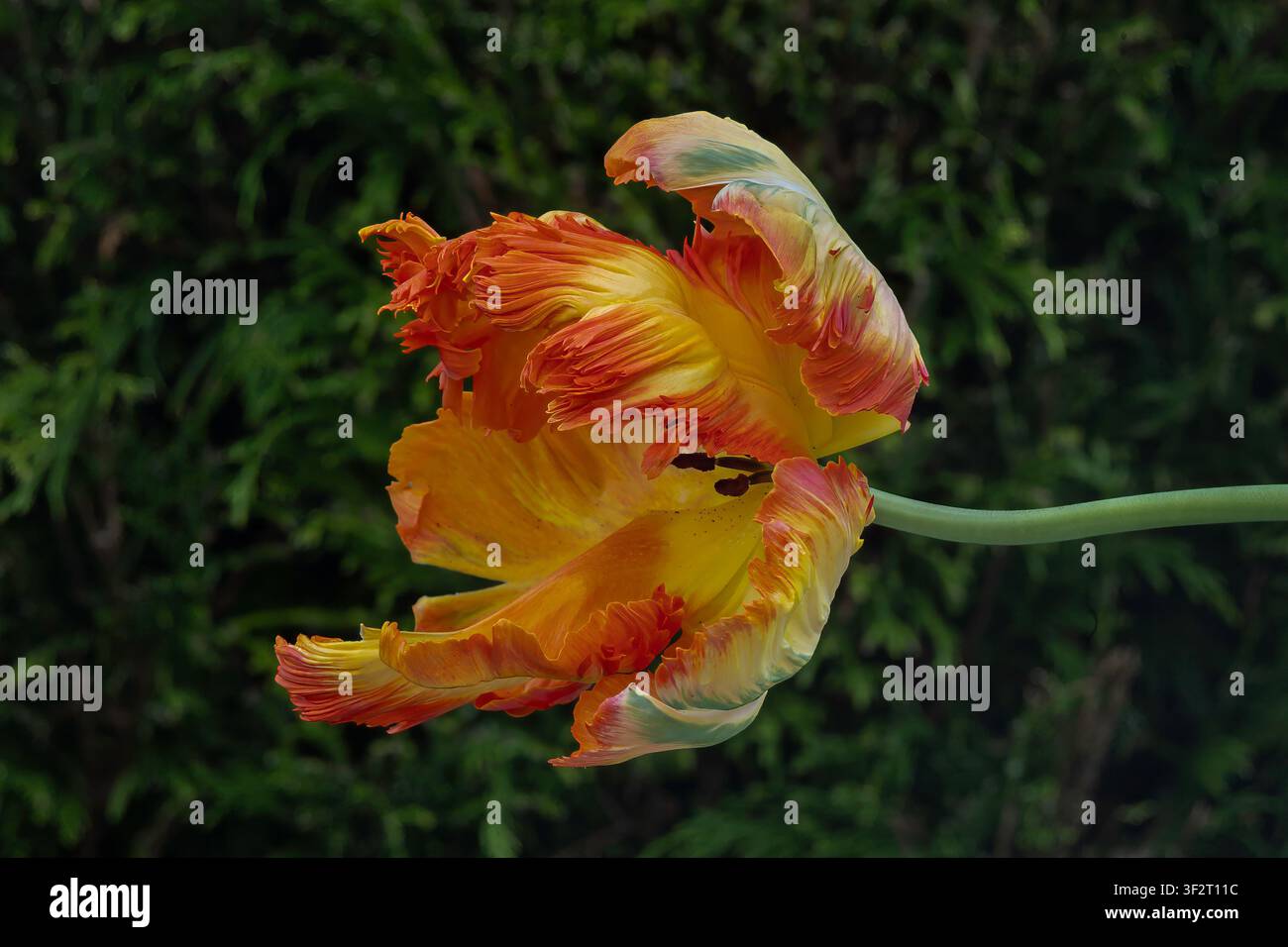 Tulipano pappagallo arancione e giallo Foto Stock
