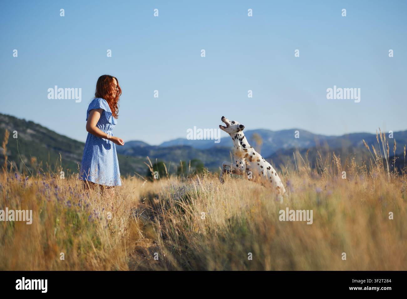 Una donna allena il suo Dalmata in un prato montano soleggiato circondato da erba alta e fiori selvatici. Immagine lifestyle che promuove un addestramento positivo e la fiducia Foto Stock