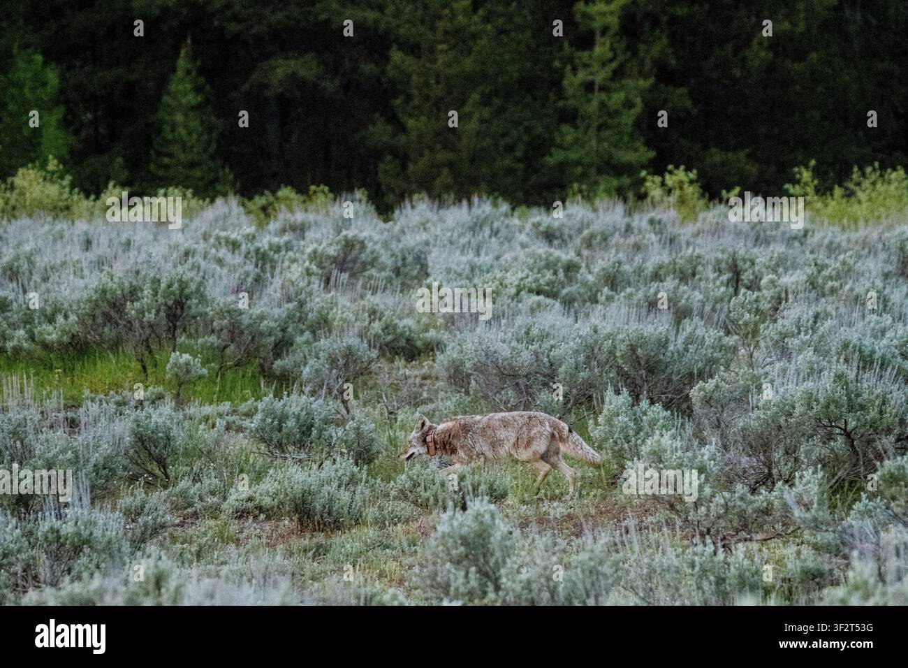 Coyote che corre attraverso una fitta macchia di salvia. Foto Stock