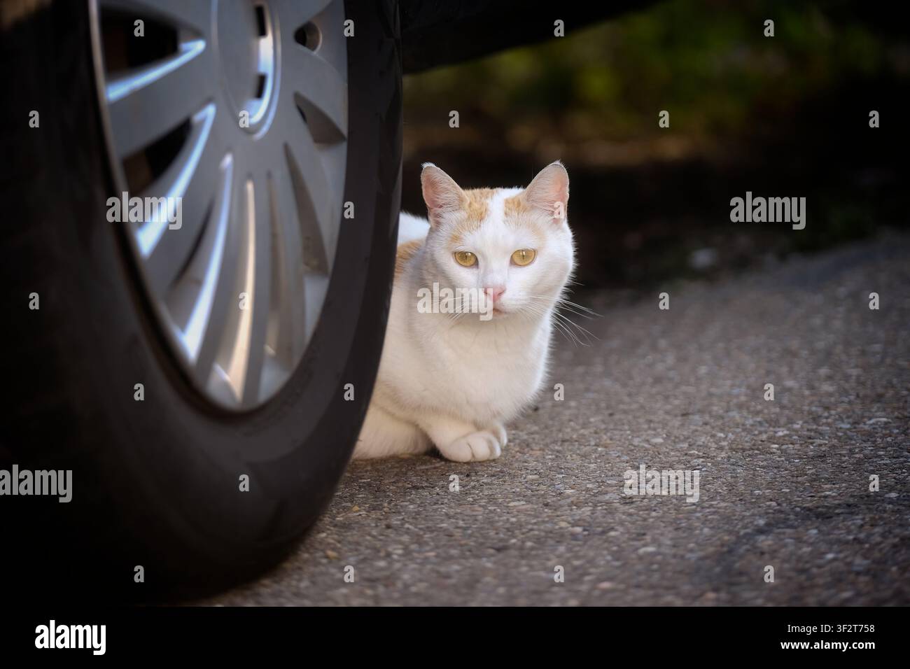 Gatto di strada timido che si nasconde dietro un'auto parcheggiata sul ciglio della strada. Immagine orizzontale. Foto Stock