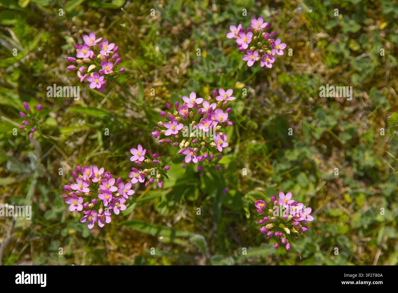Cinque infiorescenze della fiori selvatica centaurea comune sulle dune di sabbia di Port Eynon, penisola di Gower, Galles del Sud. Foto Stock