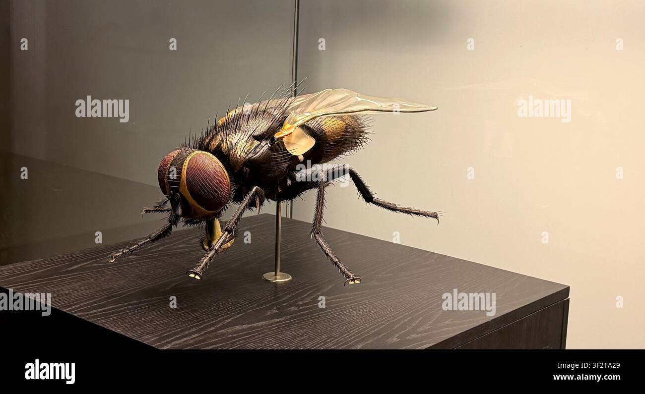 Primo piano dettagliato di un modello realistico di insetto che assomiglia a una mosca, Museo di natura e storia a Berlino Foto Stock