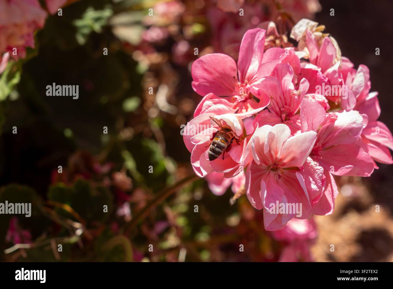 Api mellifera soffice si posiziona all'interno di un petalo di geranio rosa brillante raccogliendo dolce nettare in una giornata estiva soleggiata nel giardino botanico, primo piano. Foto Stock
