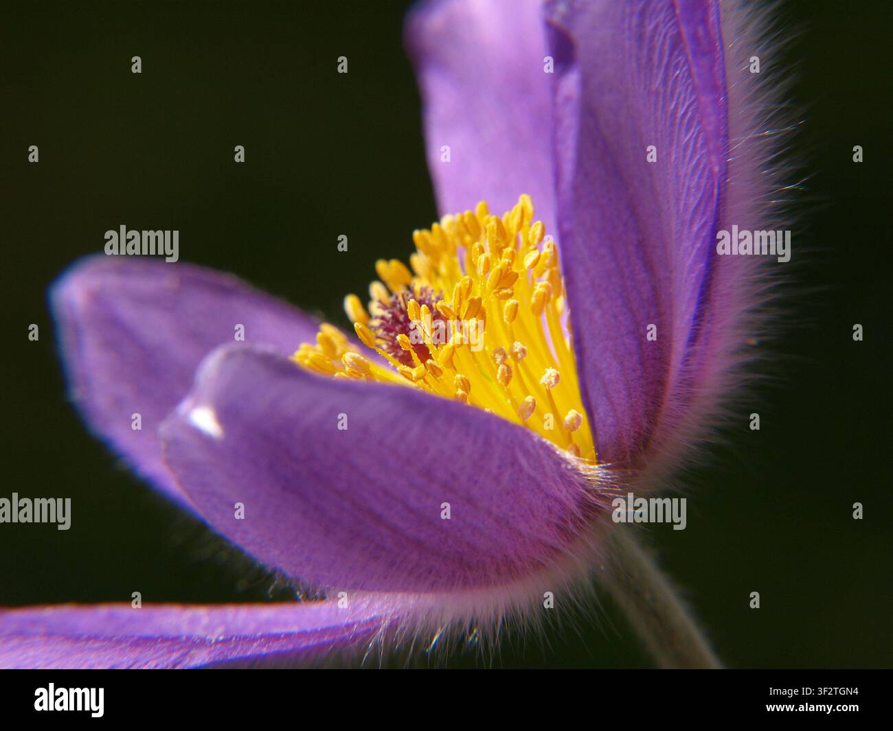 Estremo primo piano di un fiore di pasque (Pulsatilla vulgaris) con petali viola setosi e stami giallo-dorati su sfondo scuro Foto Stock