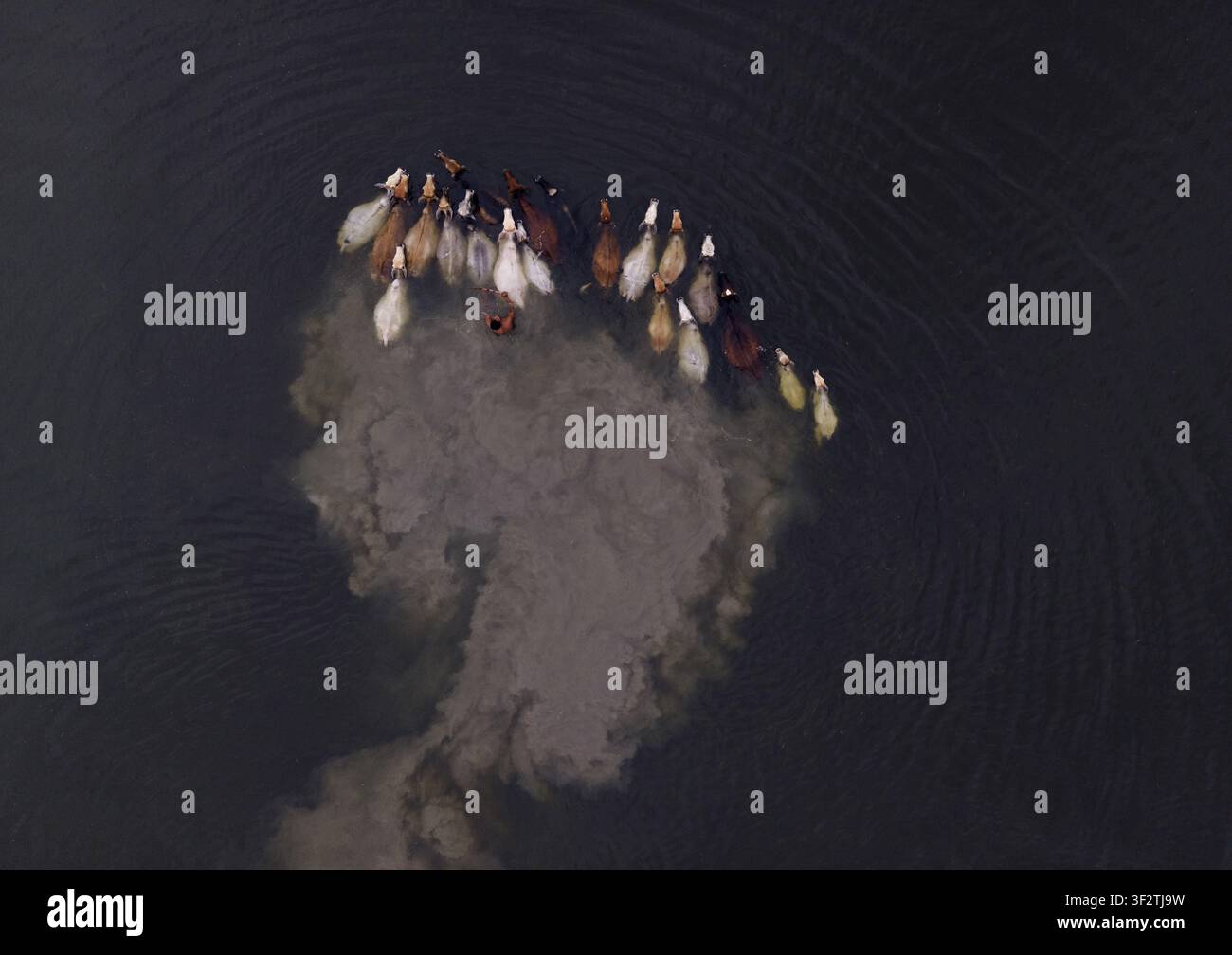 Vista aerea di un branco di bovini che nuota attraverso acque scure e solleva sedimenti a Kushtia, divisione di Khulna, Bangladesh. Foto Stock