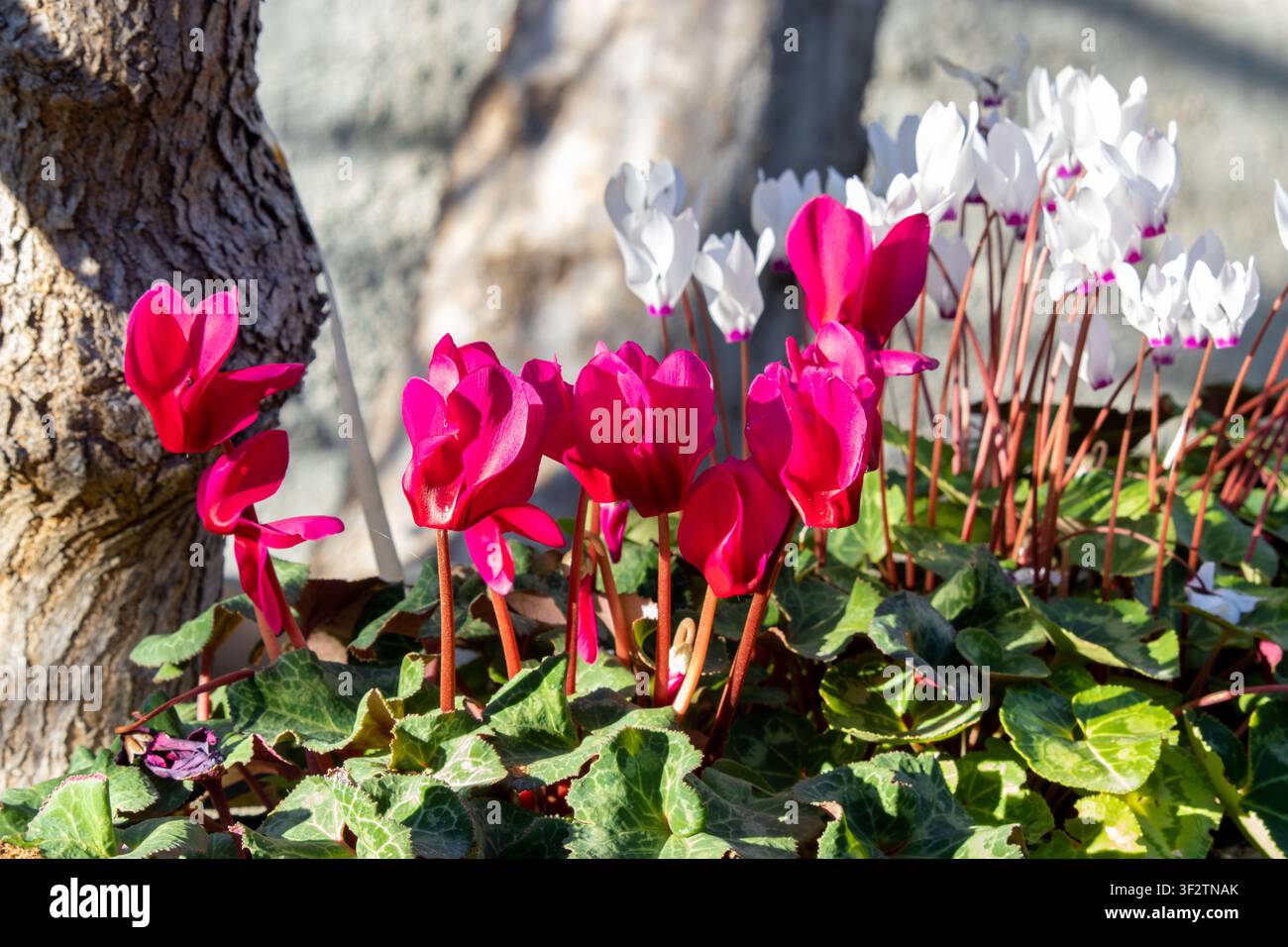 Primo piano di vivaci fiori di ciclamino magenta che sbocciano alla luce naturale del sole. Fiori di Cipro del Nord Foto Stock