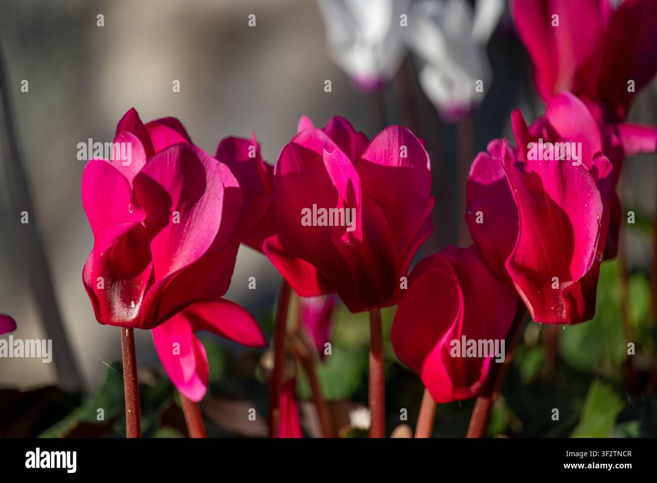 Primo piano di vivaci fiori di ciclamino magenta che sbocciano alla luce naturale del sole. Fiori di Cipro del Nord Foto Stock