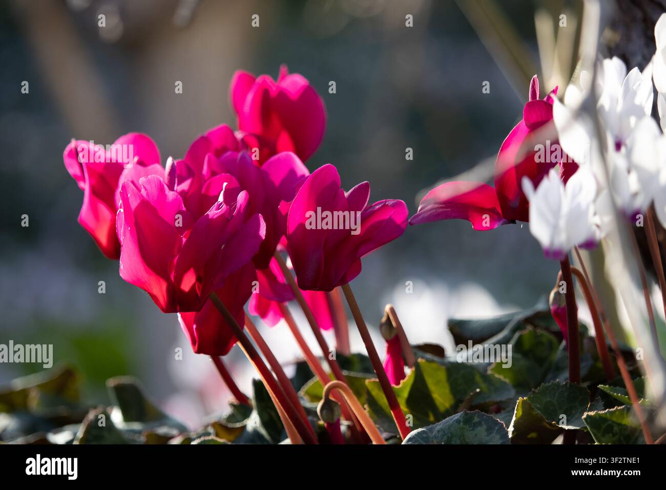 Primo piano di vivaci fiori di ciclamino magenta che sbocciano alla luce naturale del sole. Fiori di Cipro del Nord Foto Stock