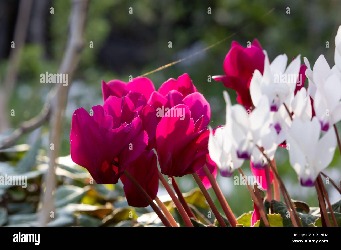 Primo piano di vivaci fiori di ciclamino magenta che sbocciano alla luce naturale del sole. Fiori di Cipro del Nord Foto Stock